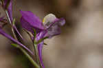 Moroccan toadflax